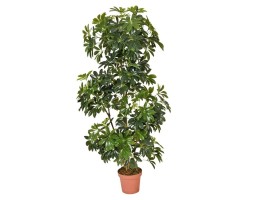 Wellis - Sugárarália műnövény 145cm